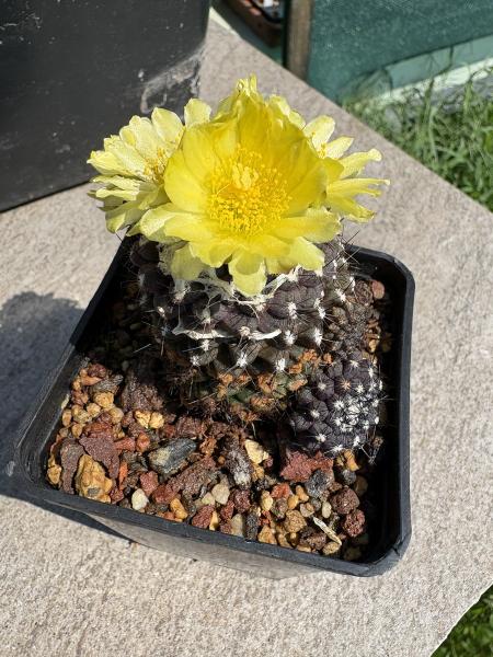 Copiapoa humilis